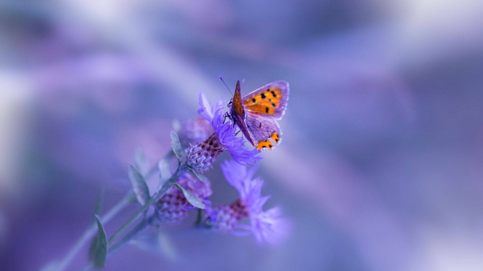 开云官网-“西甲激战正酣，冠军争夺逐渐明晰”，西甲比赛锦集