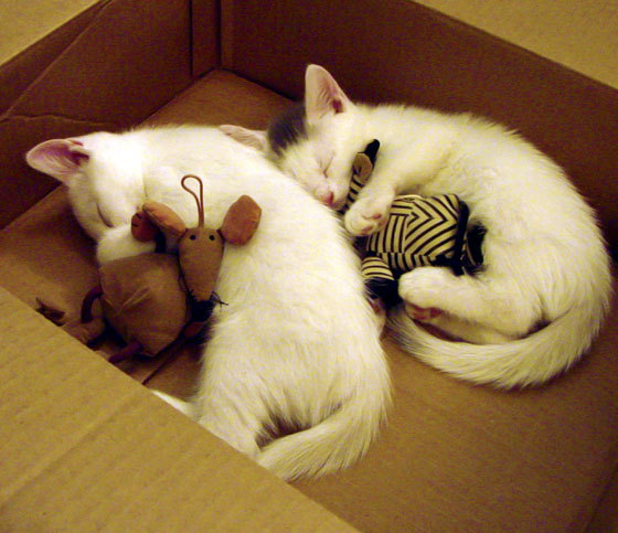 开云网页版-台球青训营开营，为未来储备新力量，台球 培训